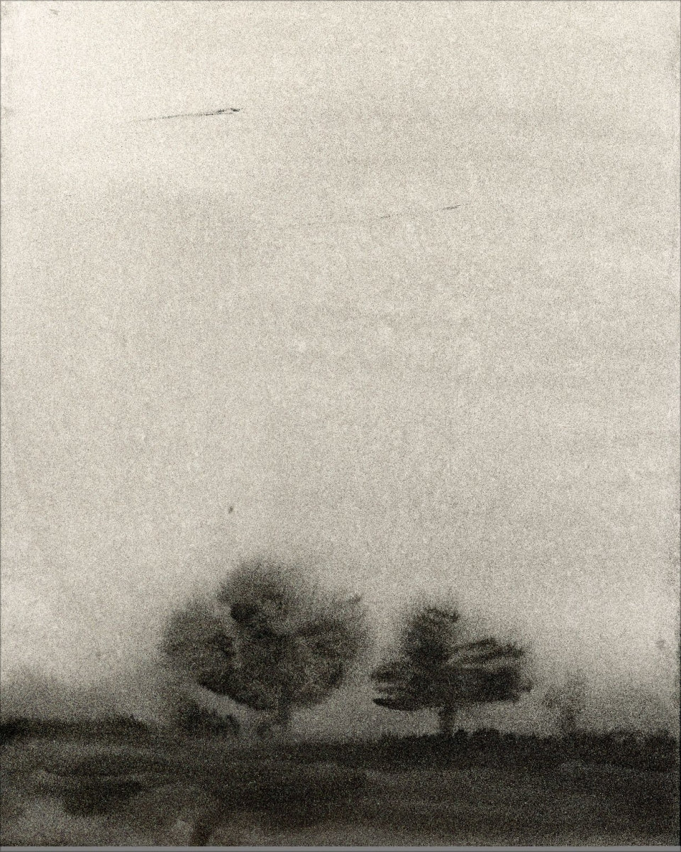 Trees In The Mist