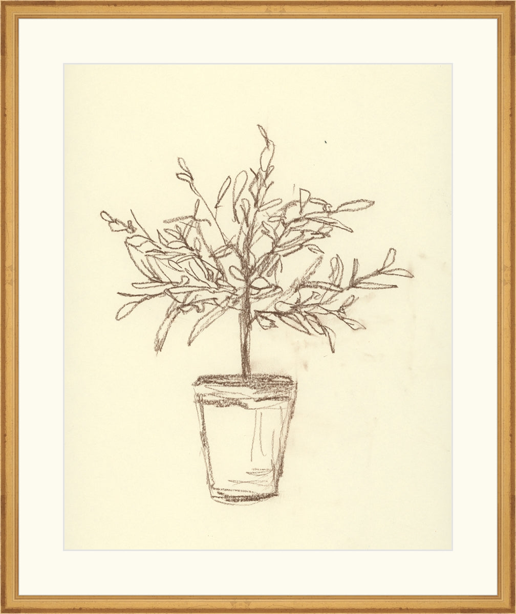Olive Tree Sketch