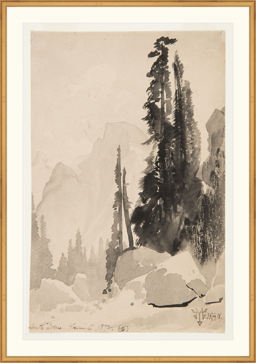 Antique Trees Drawing