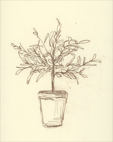 Olive Tree Sketch