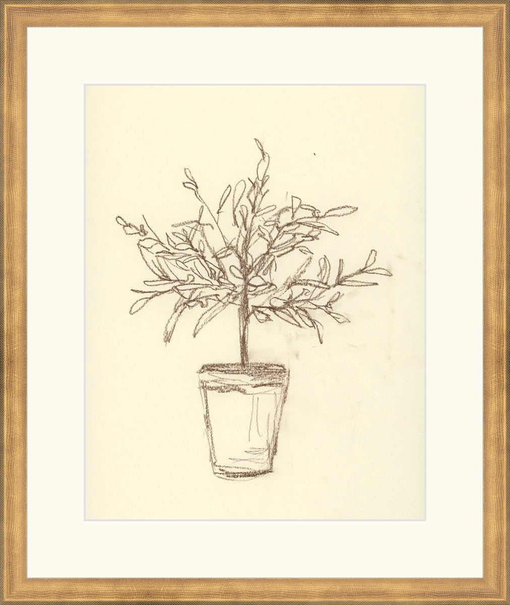 Olive Tree Sketch