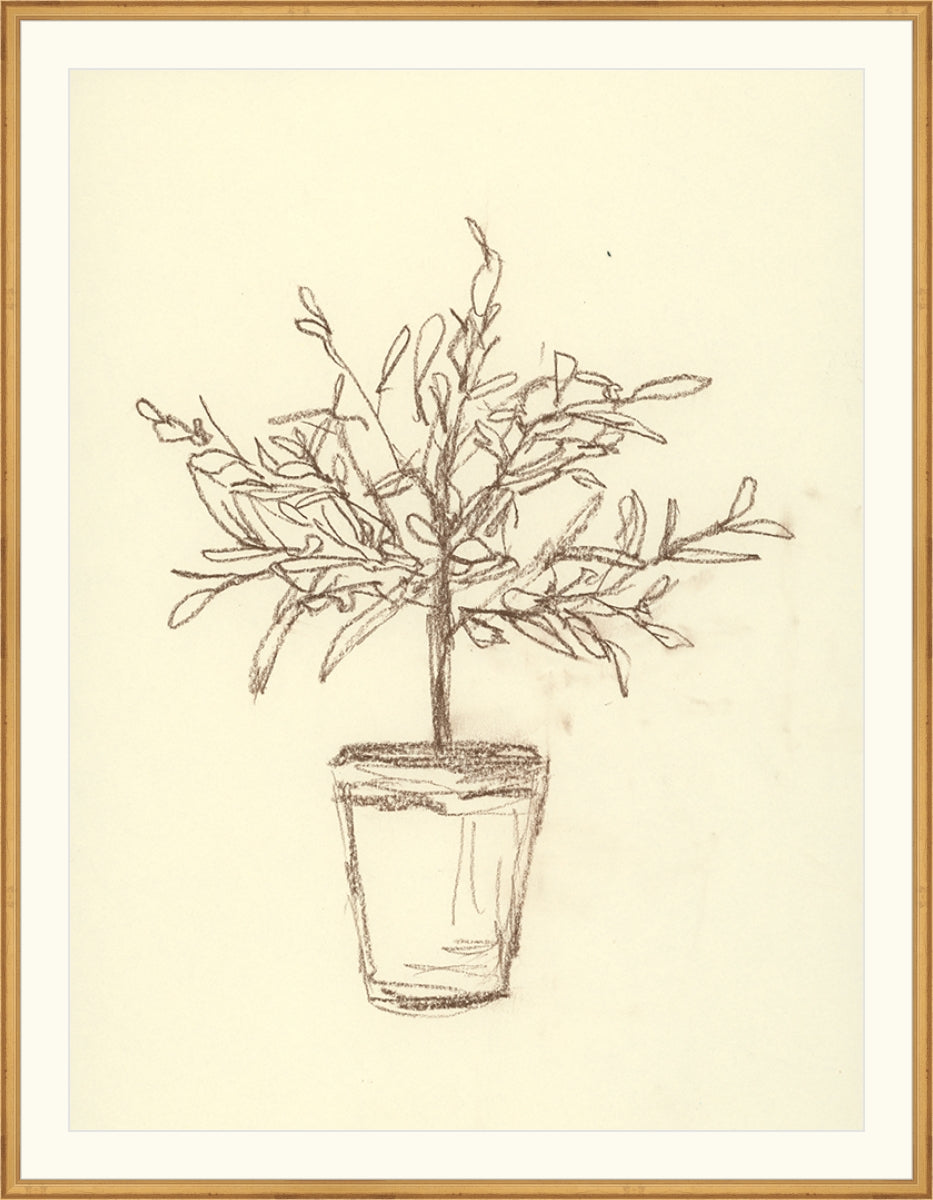 Olive Tree Sketch