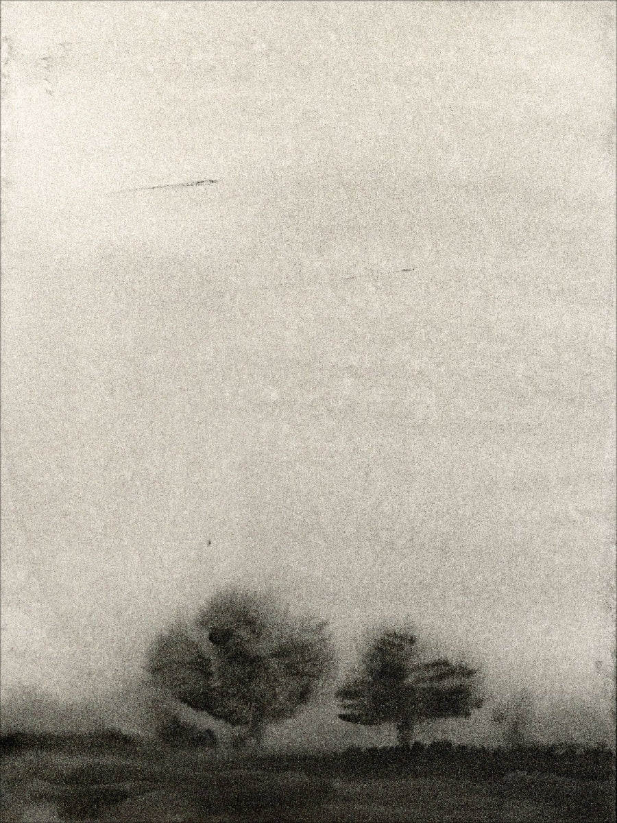 Trees In The Mist