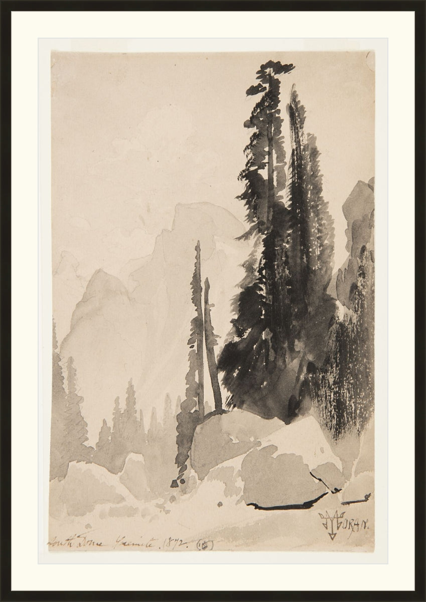 Antique Trees Drawing