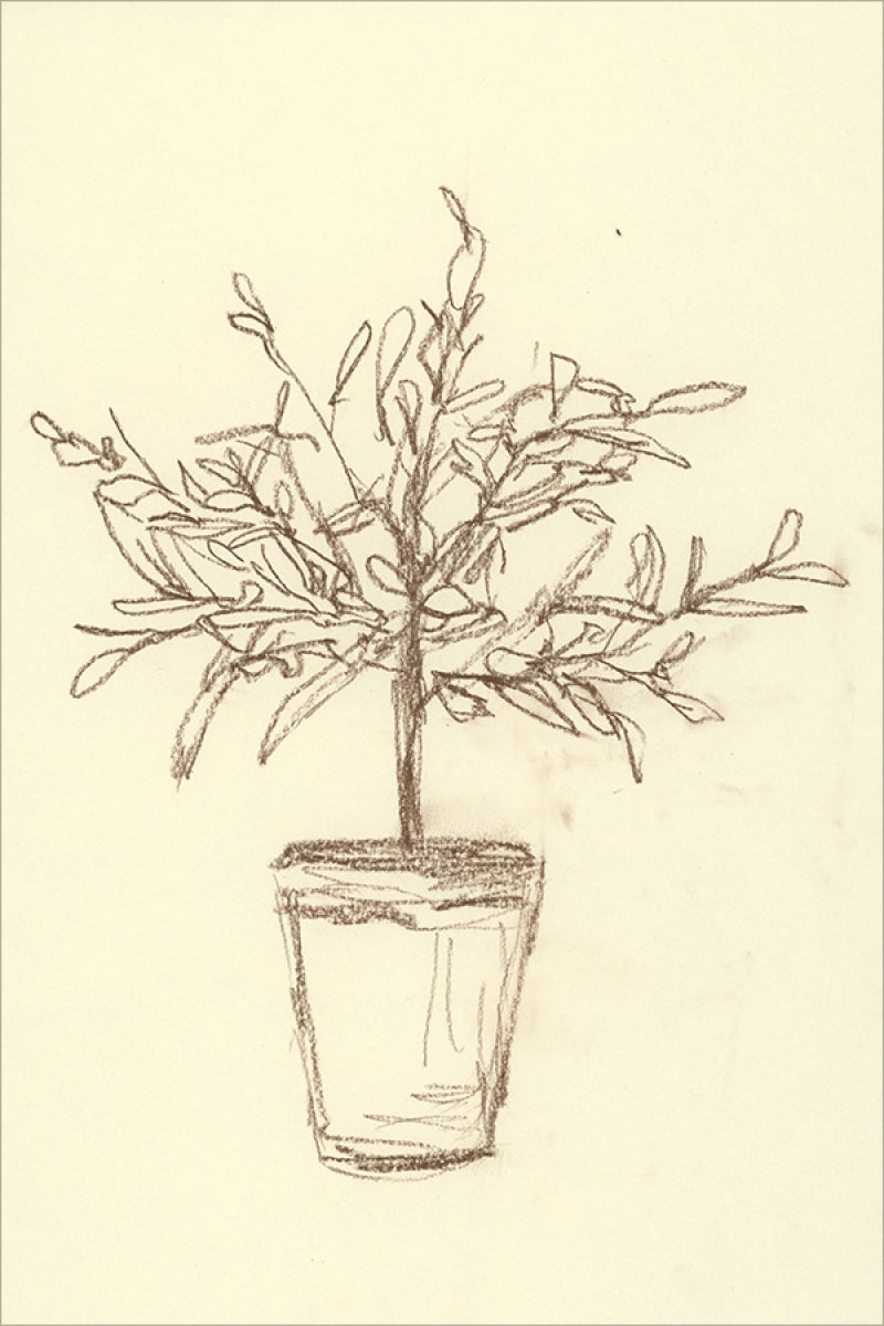 Olive Tree Sketch