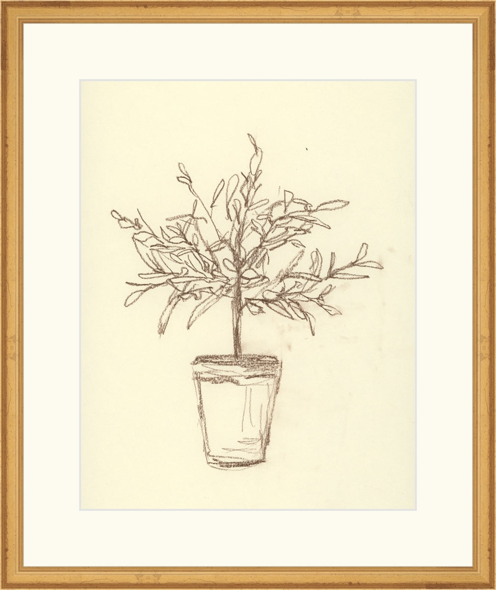 Olive Tree Sketch