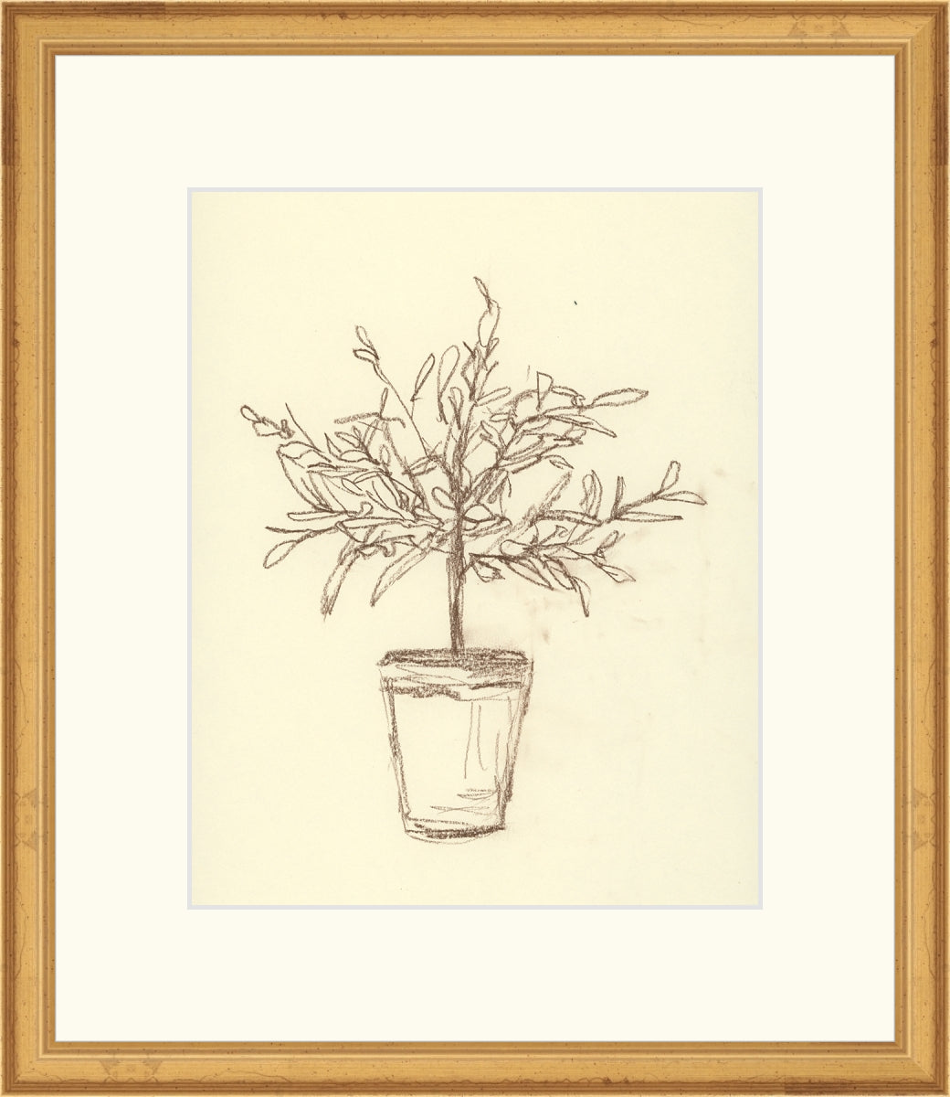 Olive Tree Sketch