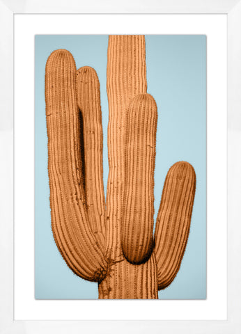 Desert Cactus 1