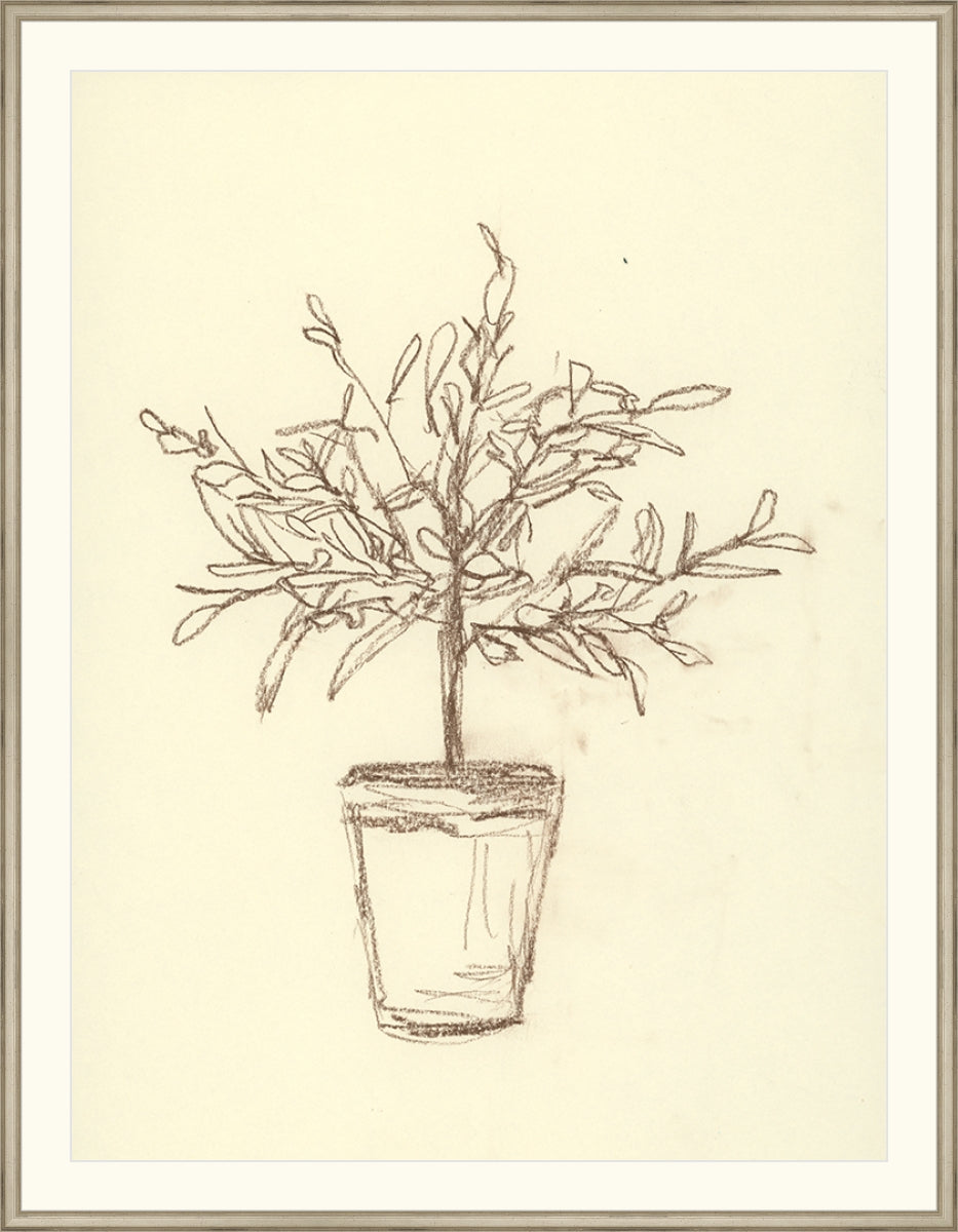 Olive Tree Sketch
