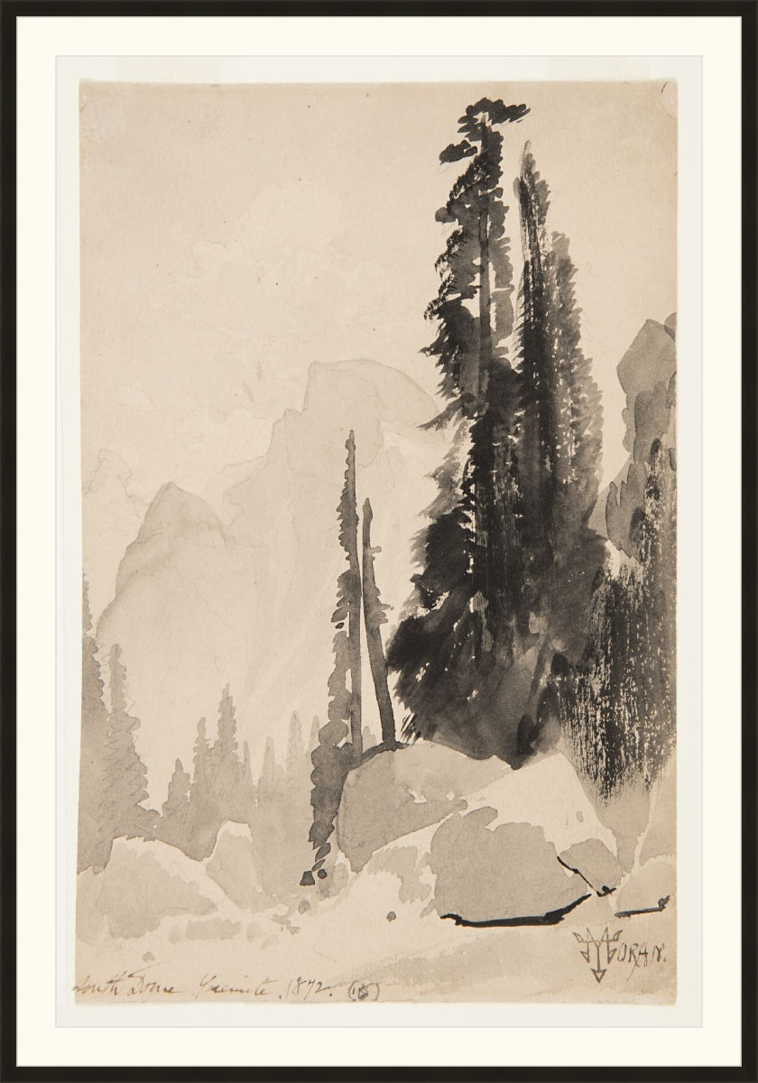 Antique Trees Drawing
