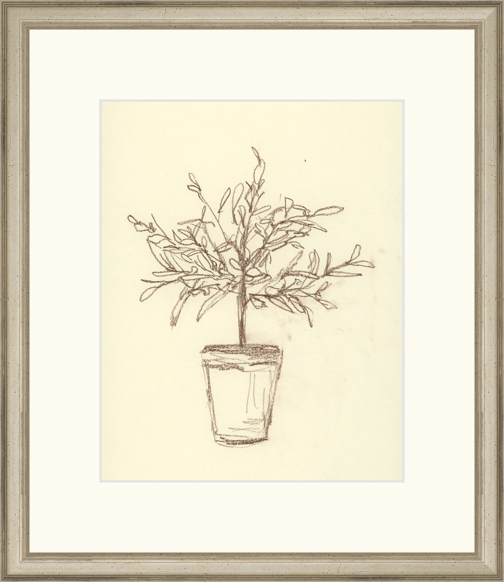 Olive Tree Sketch
