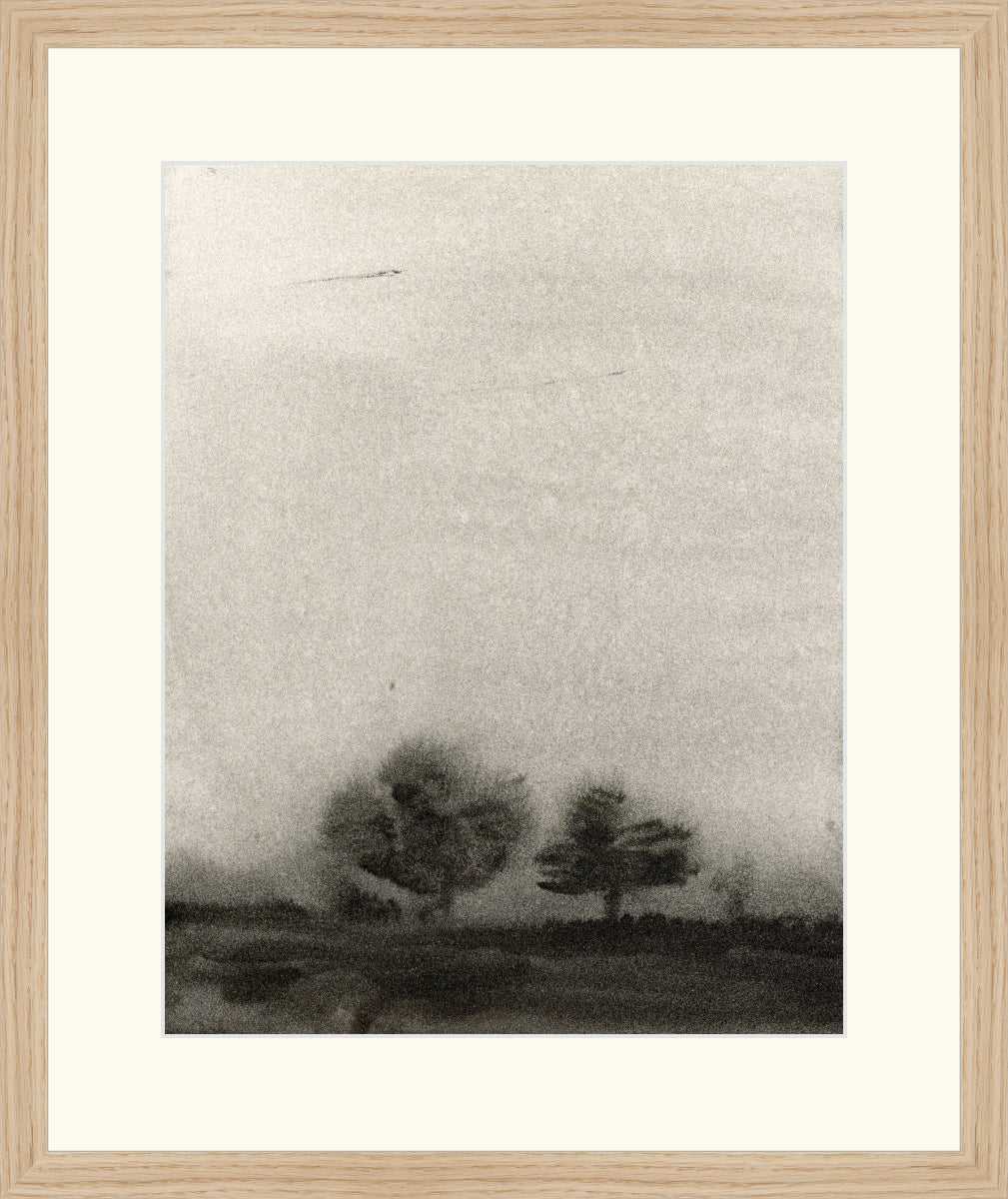 Trees In The Mist