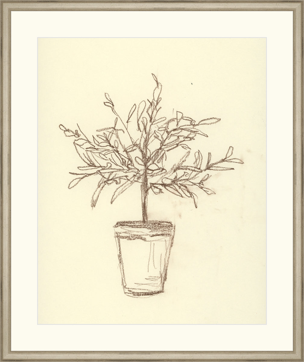 Olive Tree Sketch