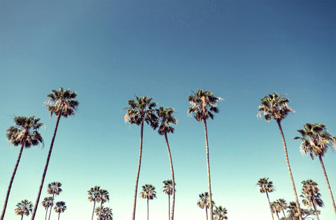 Cali Palms